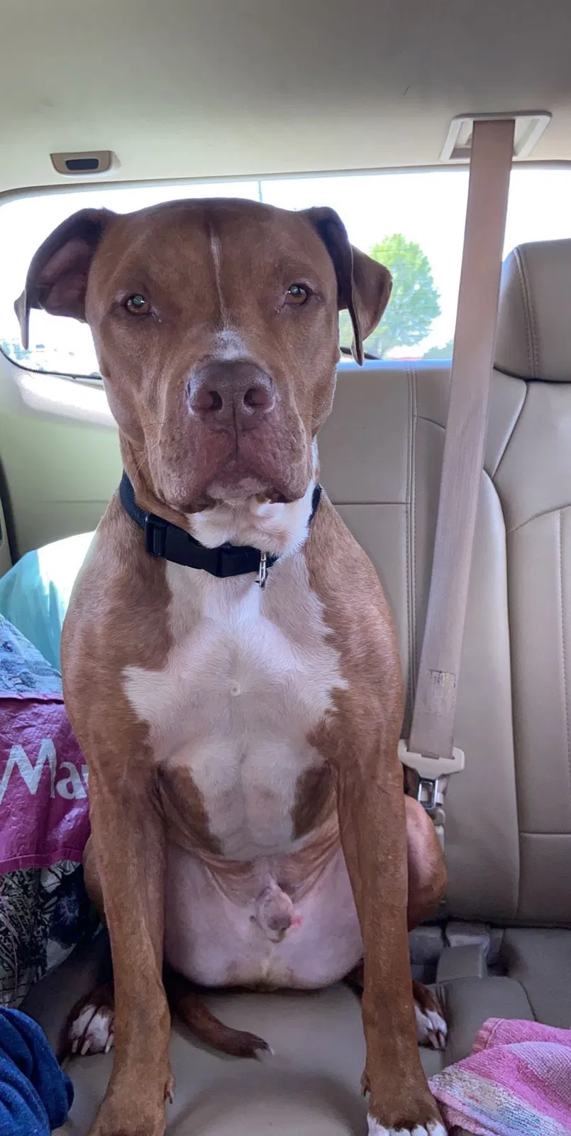 Lost dog in Seymour, TN, 37865