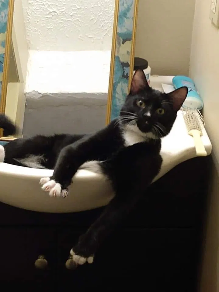 Lost cat in Knoxville, TN, 37918