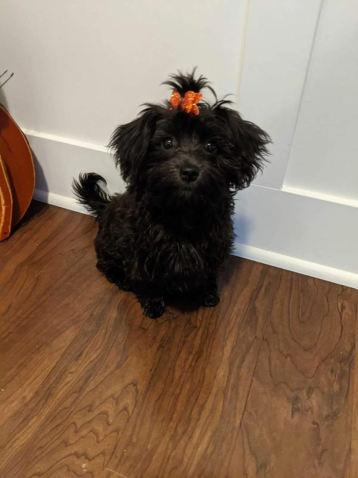 Lost dog in Hudsonville, MI, 49426
