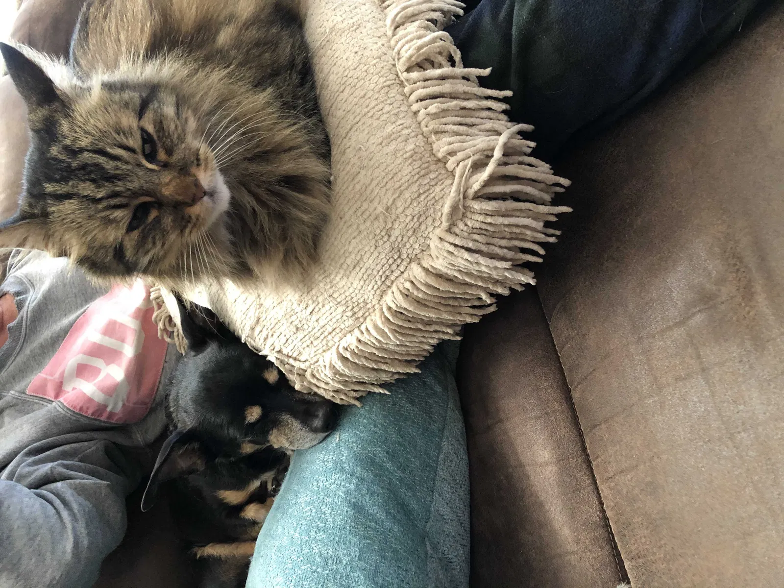Lost cat in Citrus Heights, CA, 95610