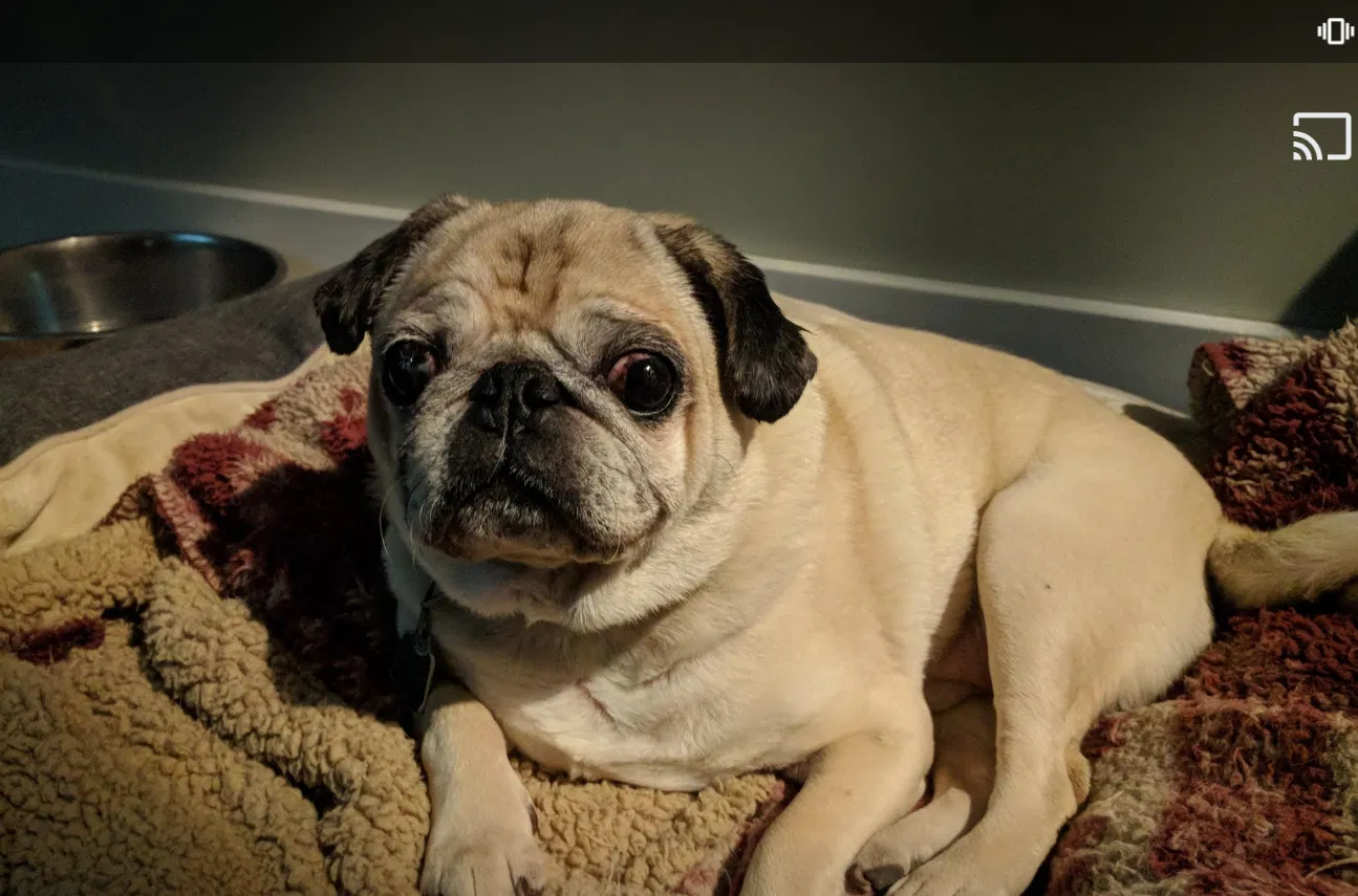 Lost dog in Jonesboro, AR, 72404