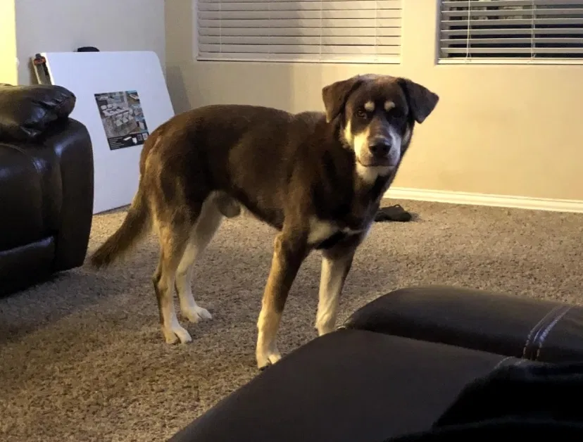 Lost dog in Midland, TX, 79705