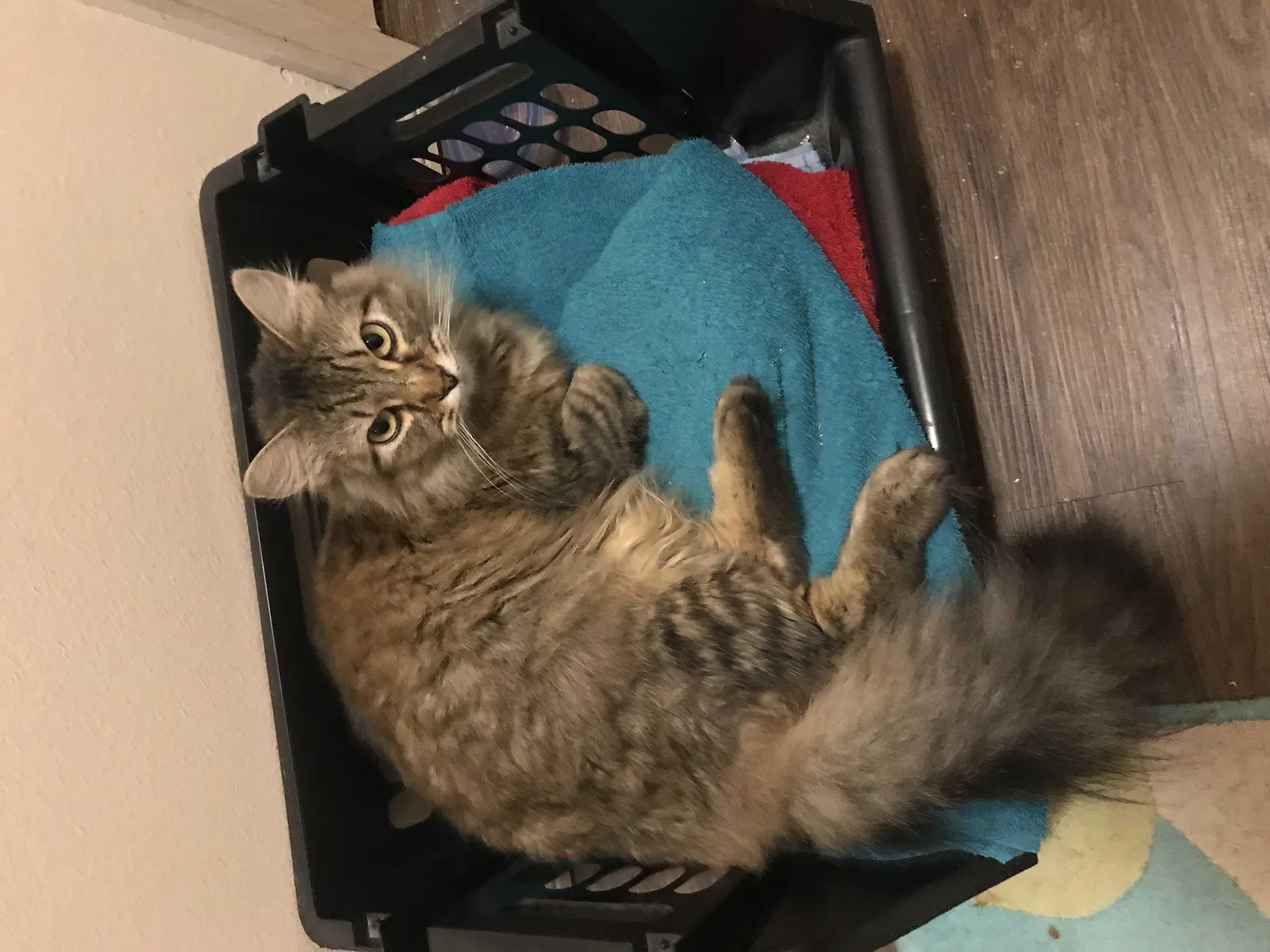 Lost cat in Russellville, AR, 72801