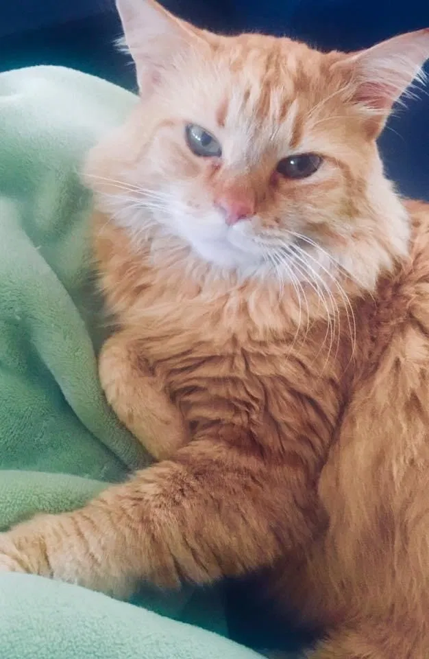Lost cat in Charlotte, NC, 28227