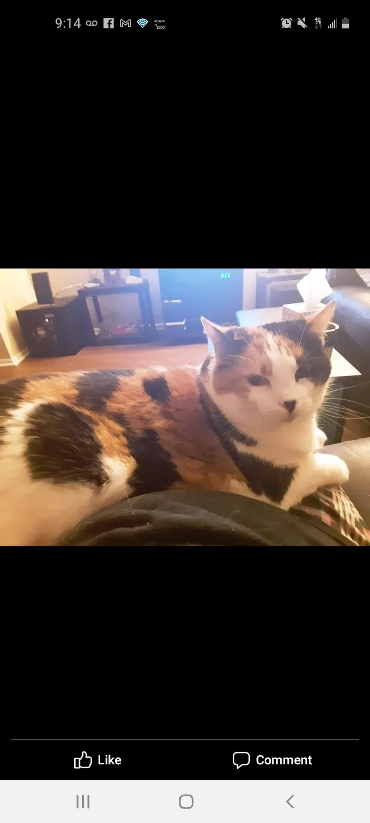 Lost cat in Lexington, KY, 40517