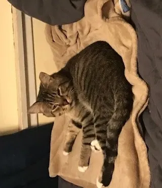 Lost cat in Long Beach, CA, 90815