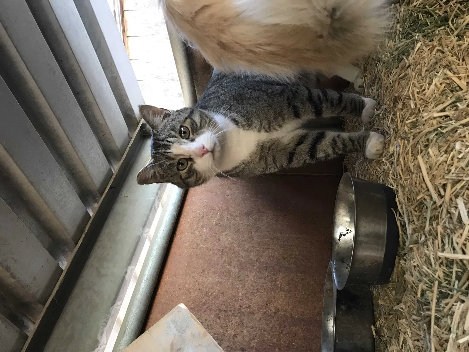 Lost cat in Norco, CA, 92860