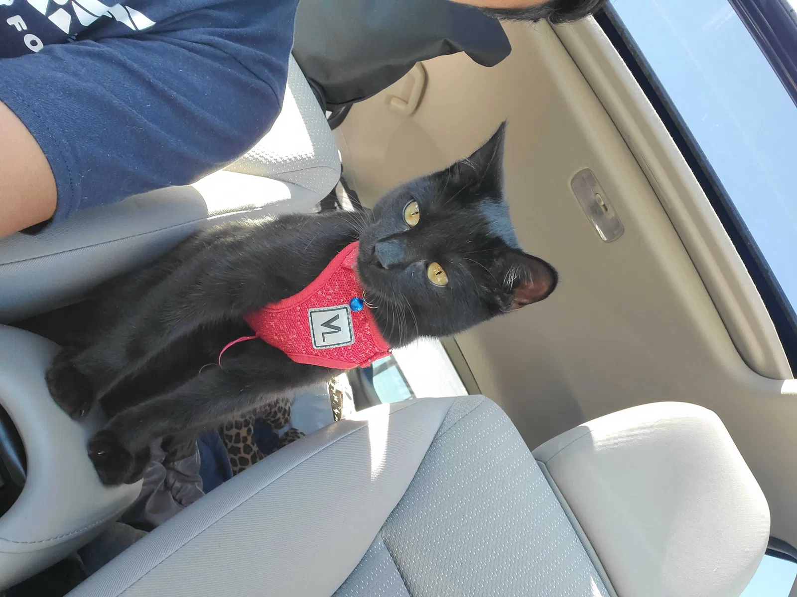 Lost cat in Denver, CO, 80237