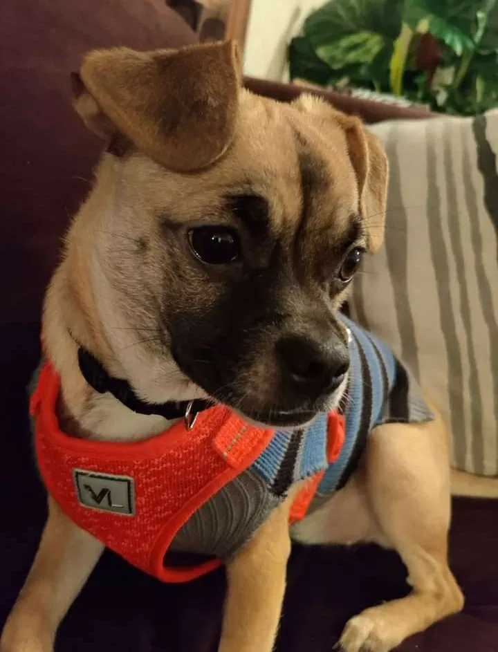 Lost dog in Tacoma, WA, 98409