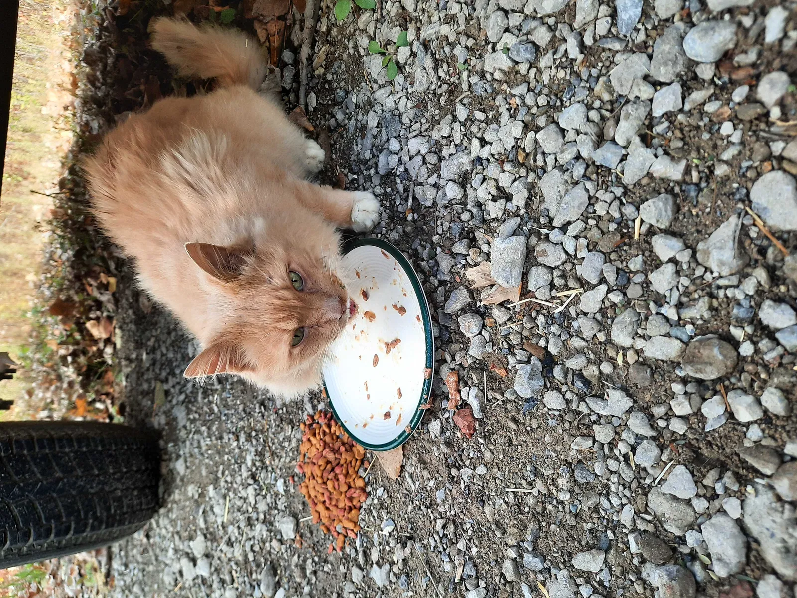 Lost cat in Shepherd, MI, 48883