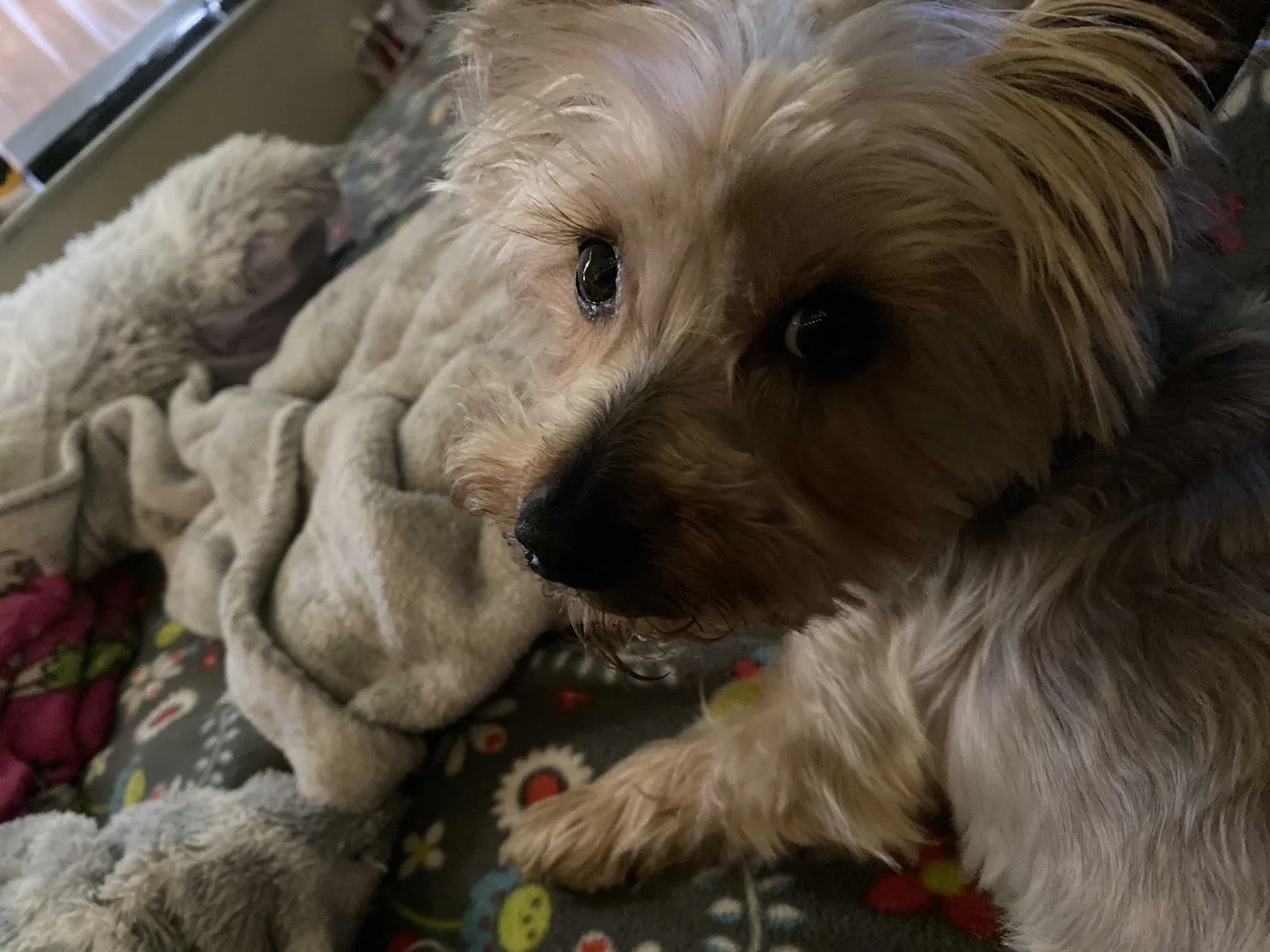 Lost dog in Miami, FL, 33136