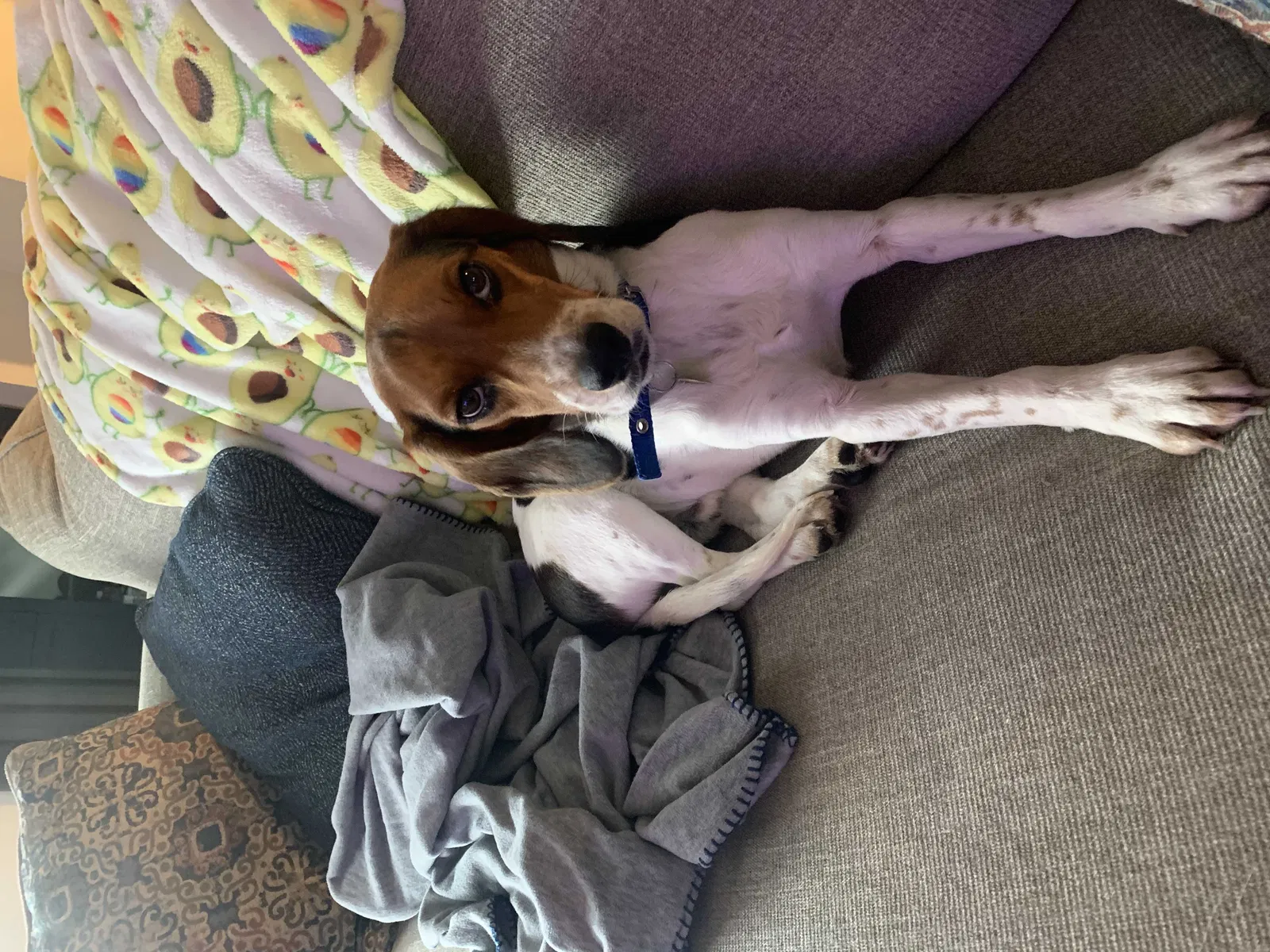 Lost dog in Columbus, OH, 43223