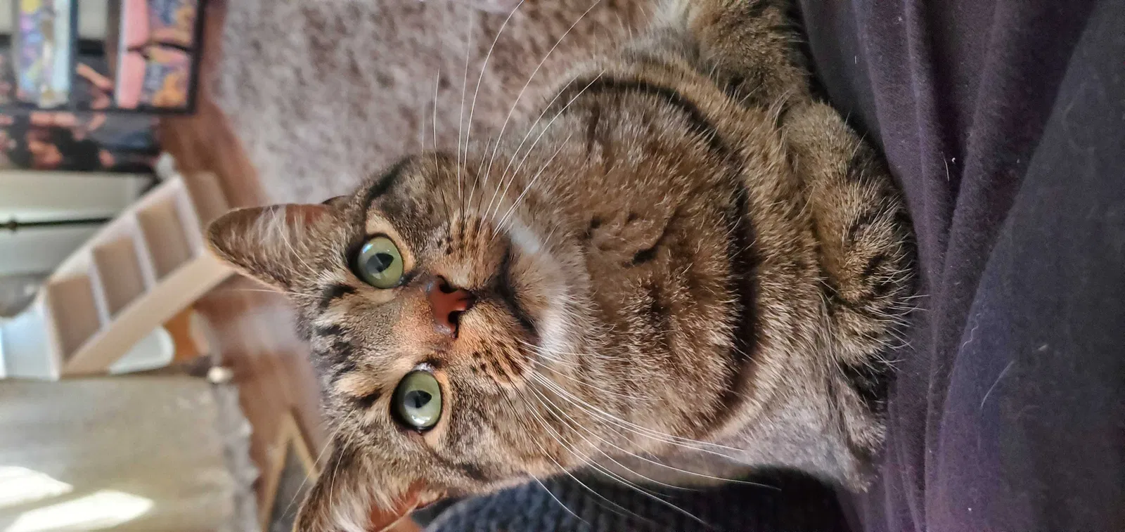 Lost cat in Loveland, OH, 45140