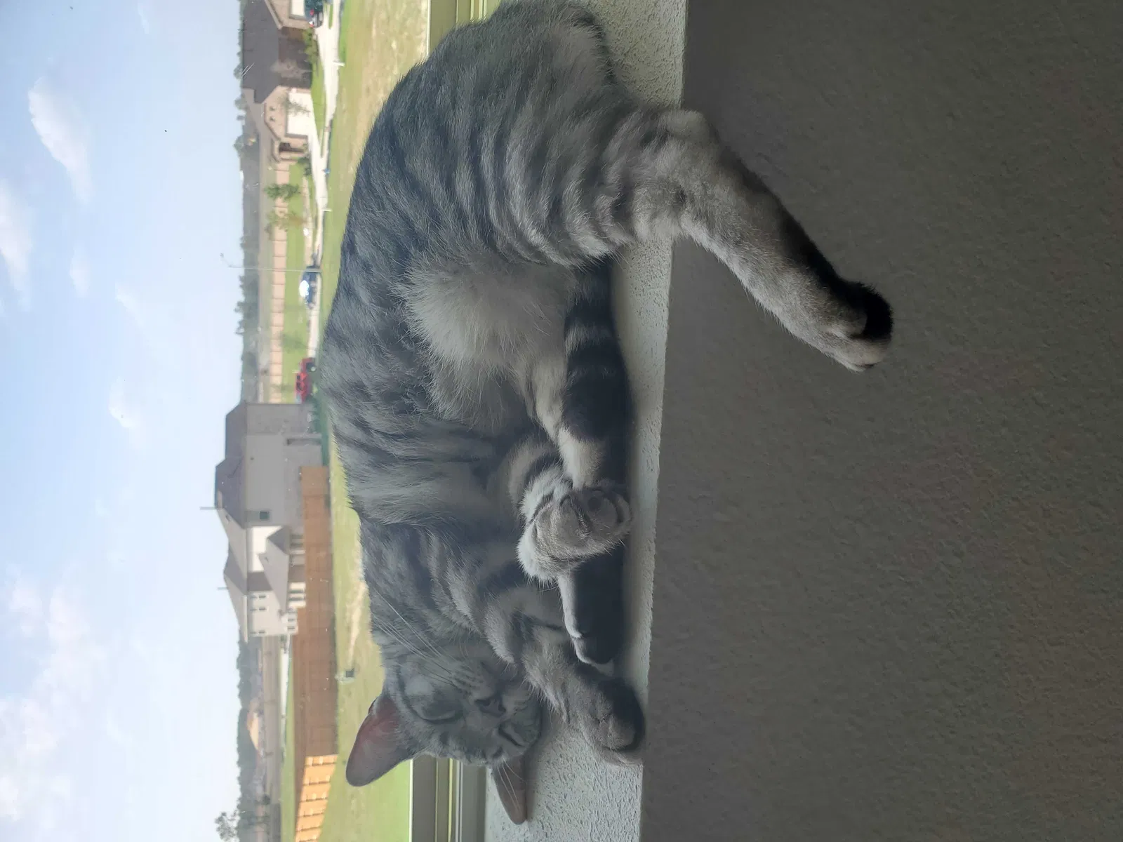 Lost cat in Humble, TX, 77346