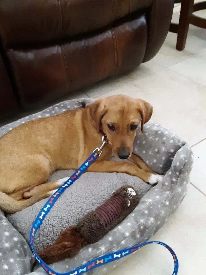 Lost dog in Longs, SC, 29568