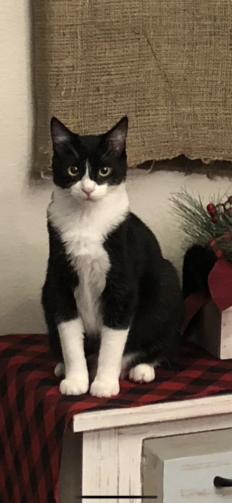 Lost cat in Sarasota, FL, 34233