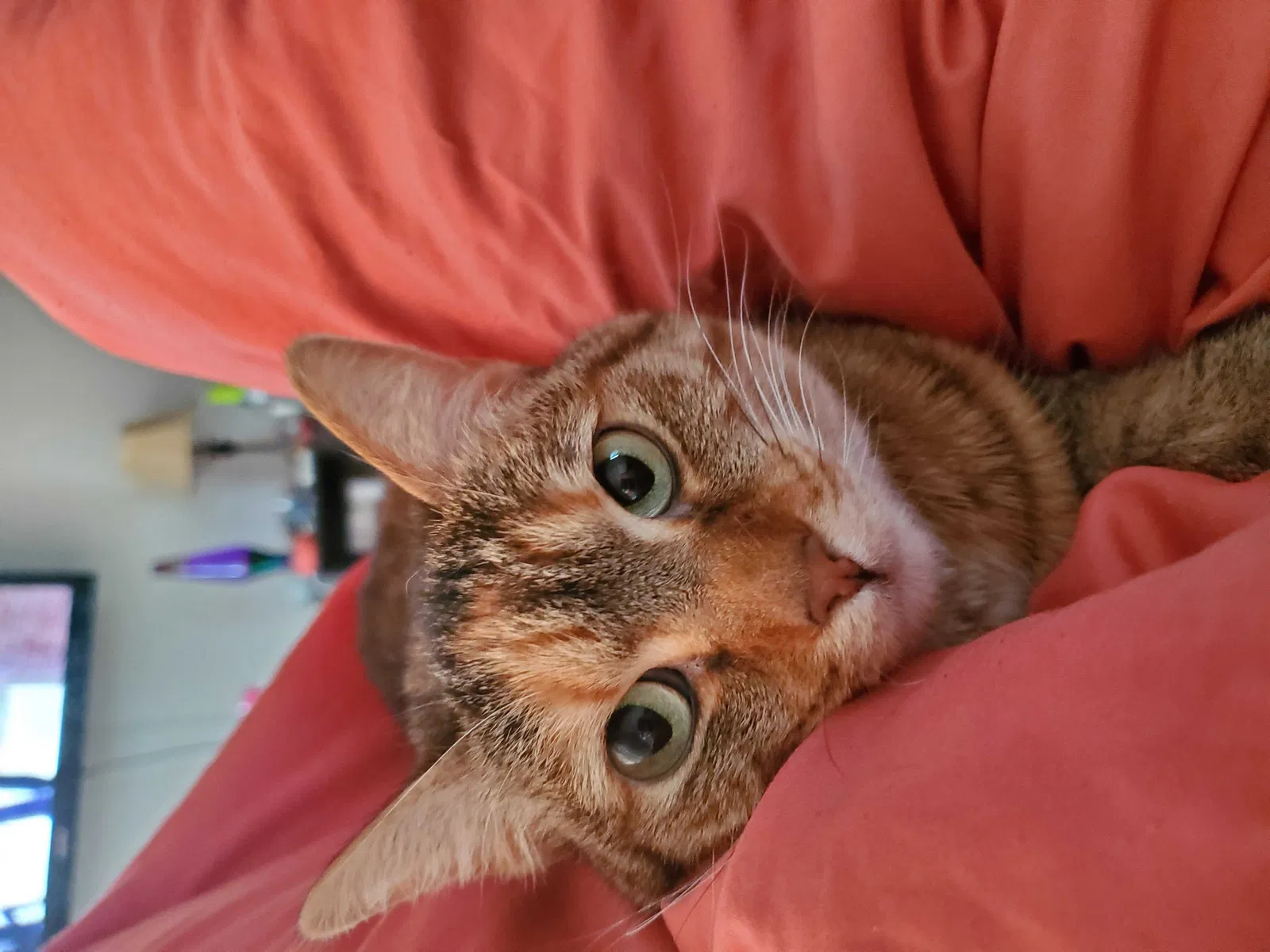 Lost cat in Saint Paul, MN, 55106