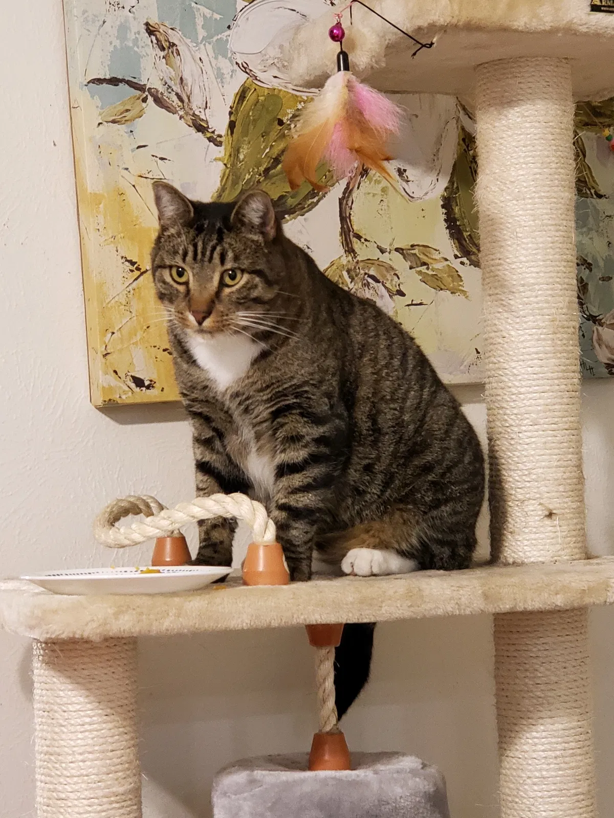 Lost cat in Aurora, CO, 80013