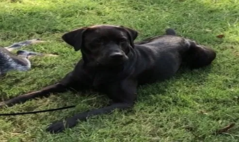 Lost dog in West Columbia, SC, 29169