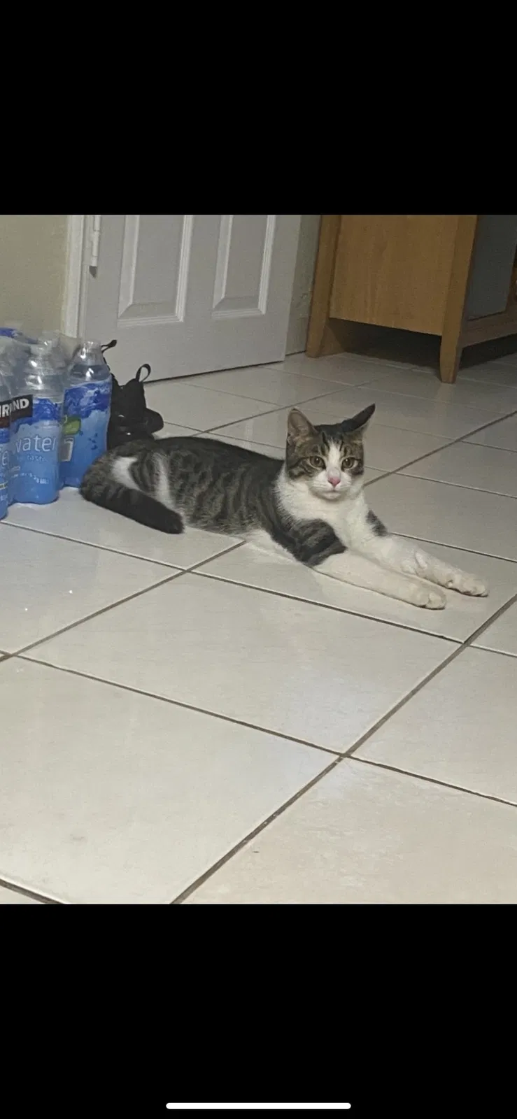 Lost cat in Miami, FL, 33145