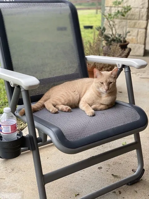 Lost cat in Robstown, TX, 78380