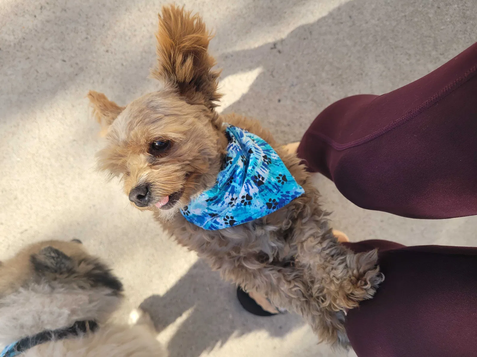 Lost dog in Los Angeles, CA, 90016