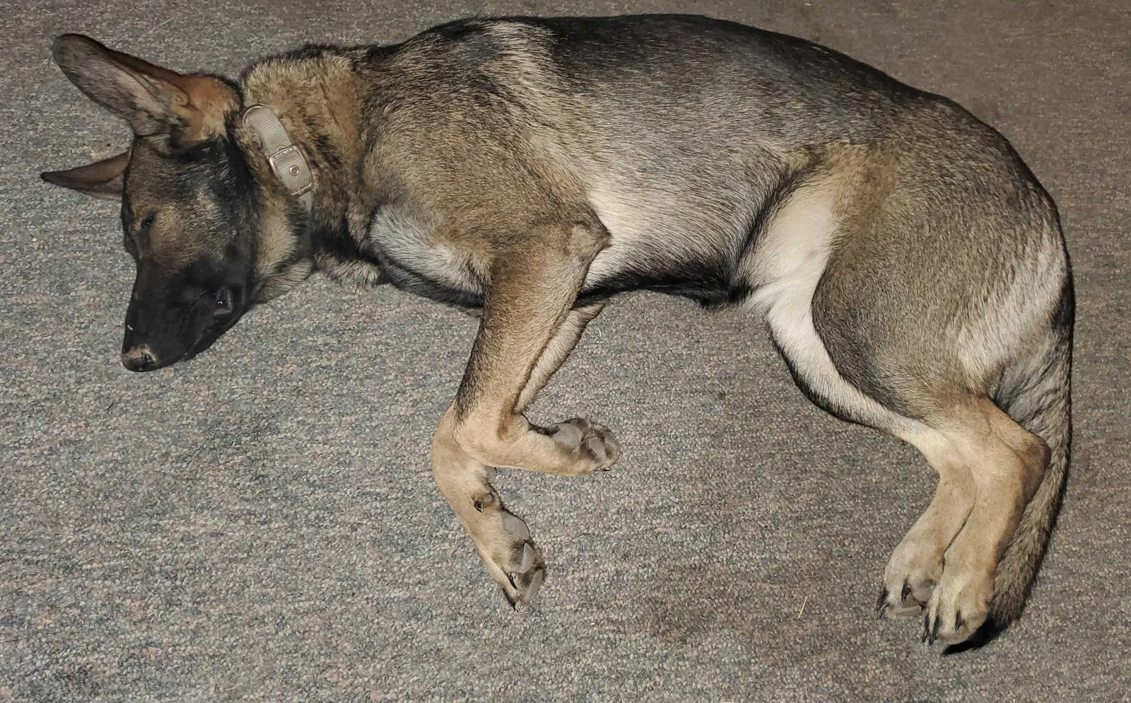 Lost dog in Fort Wayne, IN, 46818