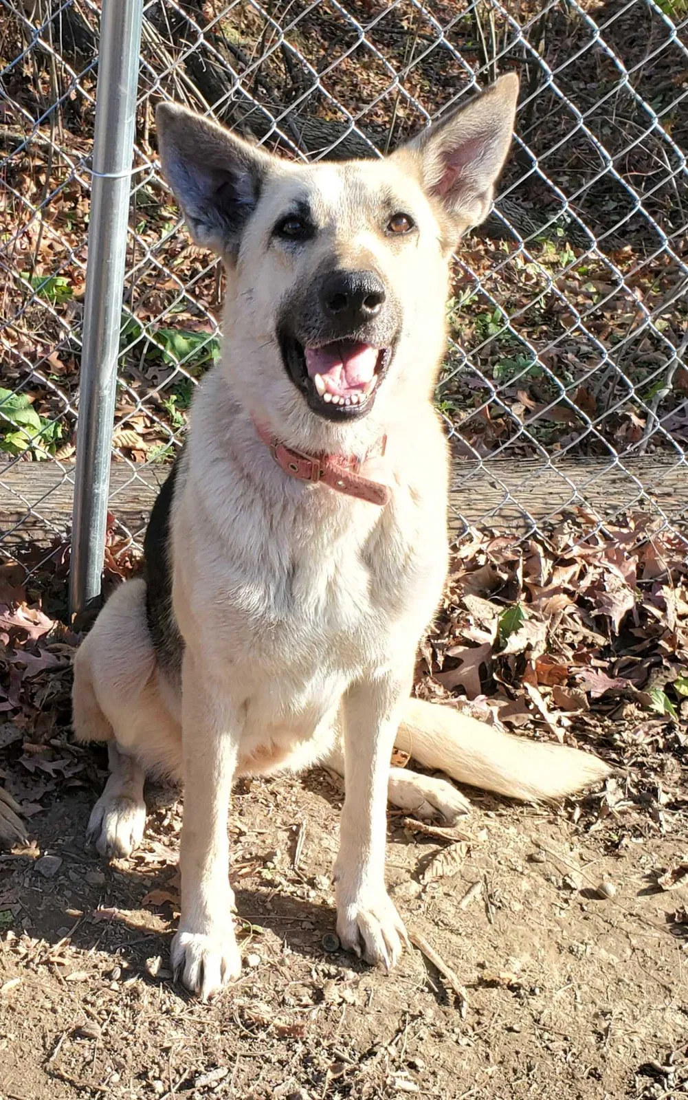 Lost dog in Fort Wayne, IN, 46818