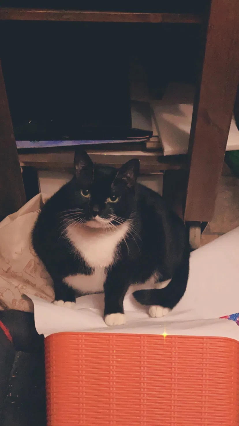 Lost cat in Reading, PA, 19606