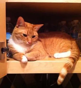 Lost cat in Seattle, WA, 98118