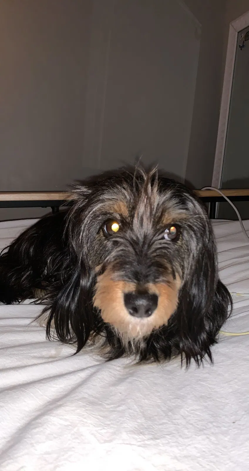Lost dog in Hot Springs, NC, 28743
