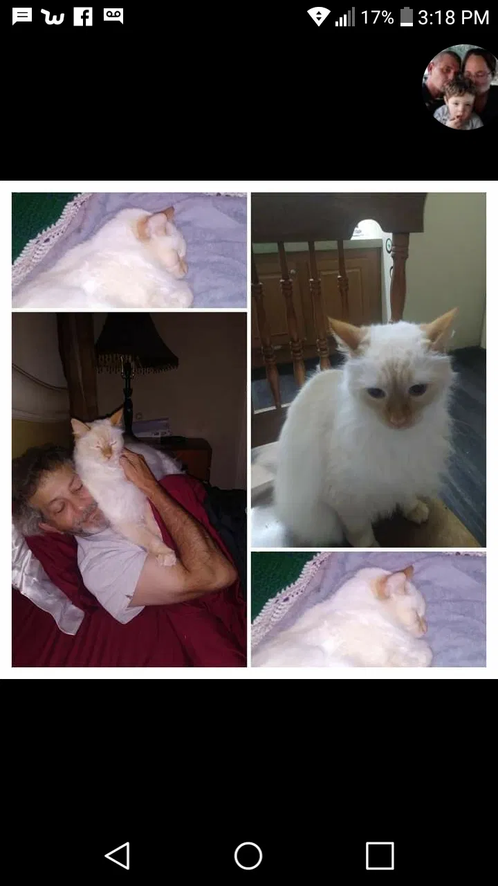 Lost cat in Odessa, FL, 33556