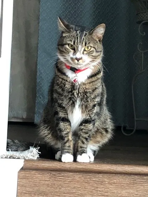 Lost cat in Gresham, OR, 97030