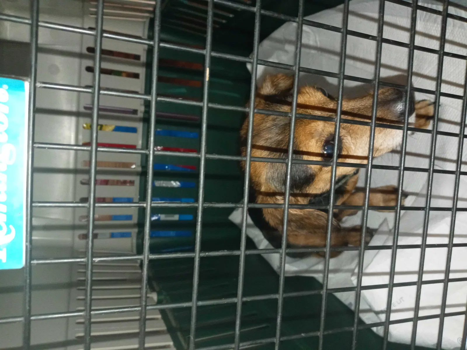 Found dog in Tulsa, OK, 74116