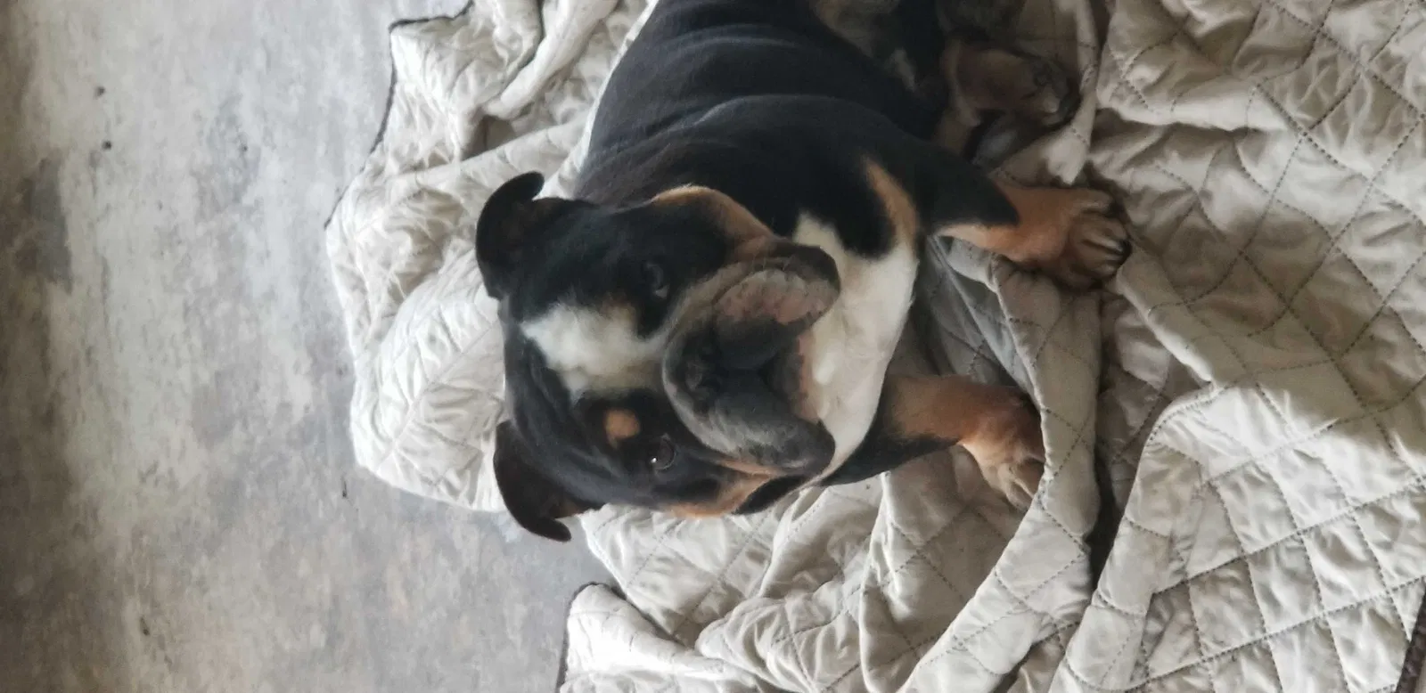 Lost dog in Whittier, CA, 90605
