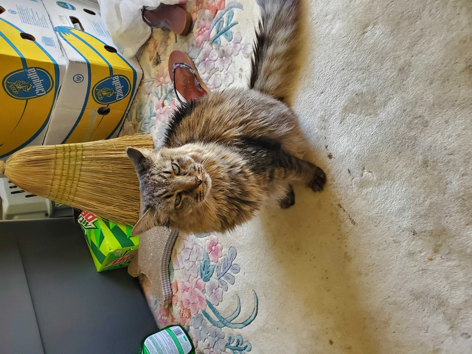 Lost cat in Tampa, FL, 33611