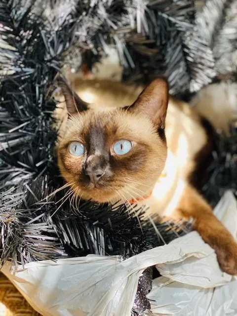 Lost cat in Austin, TX, 78734
