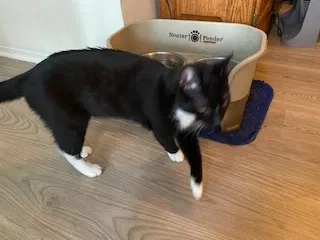 Lost cat in Austin, TX, 78749