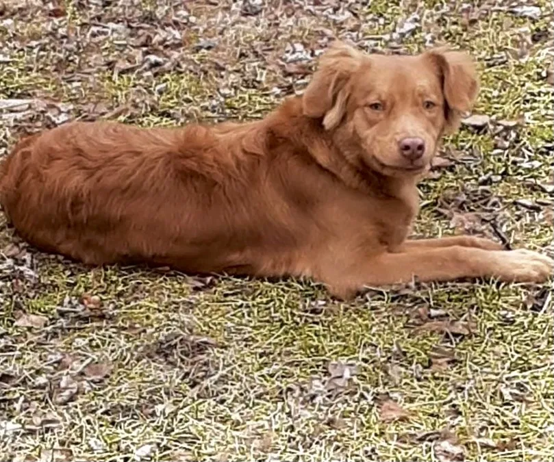 Lost dog in Cleveland, OH, 44110