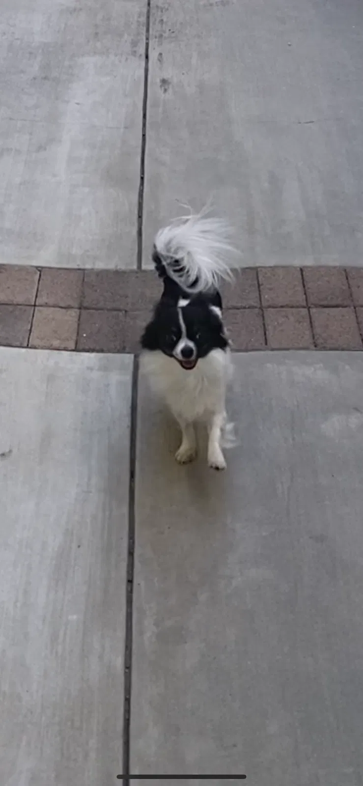 Lost dog in Los Angeles, CA, 90077