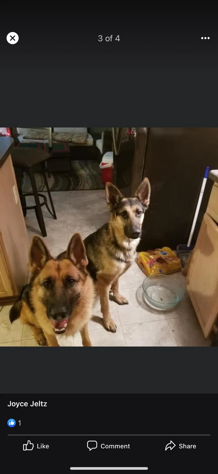 Lost dog in Horn Lake, MS, 38637