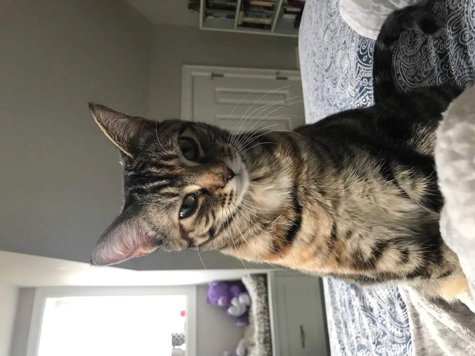 Lost cat in Issaquah, WA, 98027
