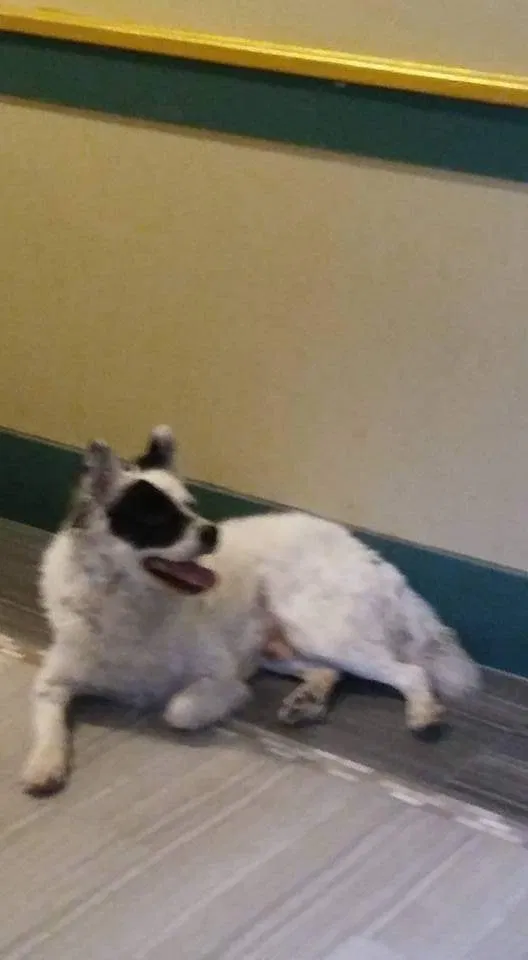 Lost dog in Bronx, NY, 10453