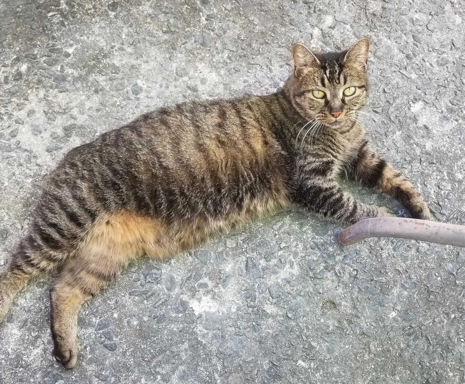 Lost cat in Atlanta, GA, 30328
