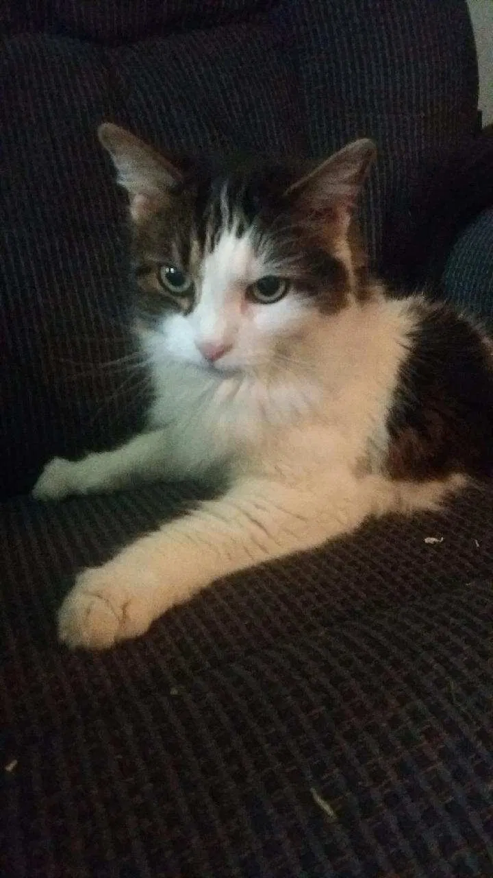 Lost cat in Lorton, VA, 22079
