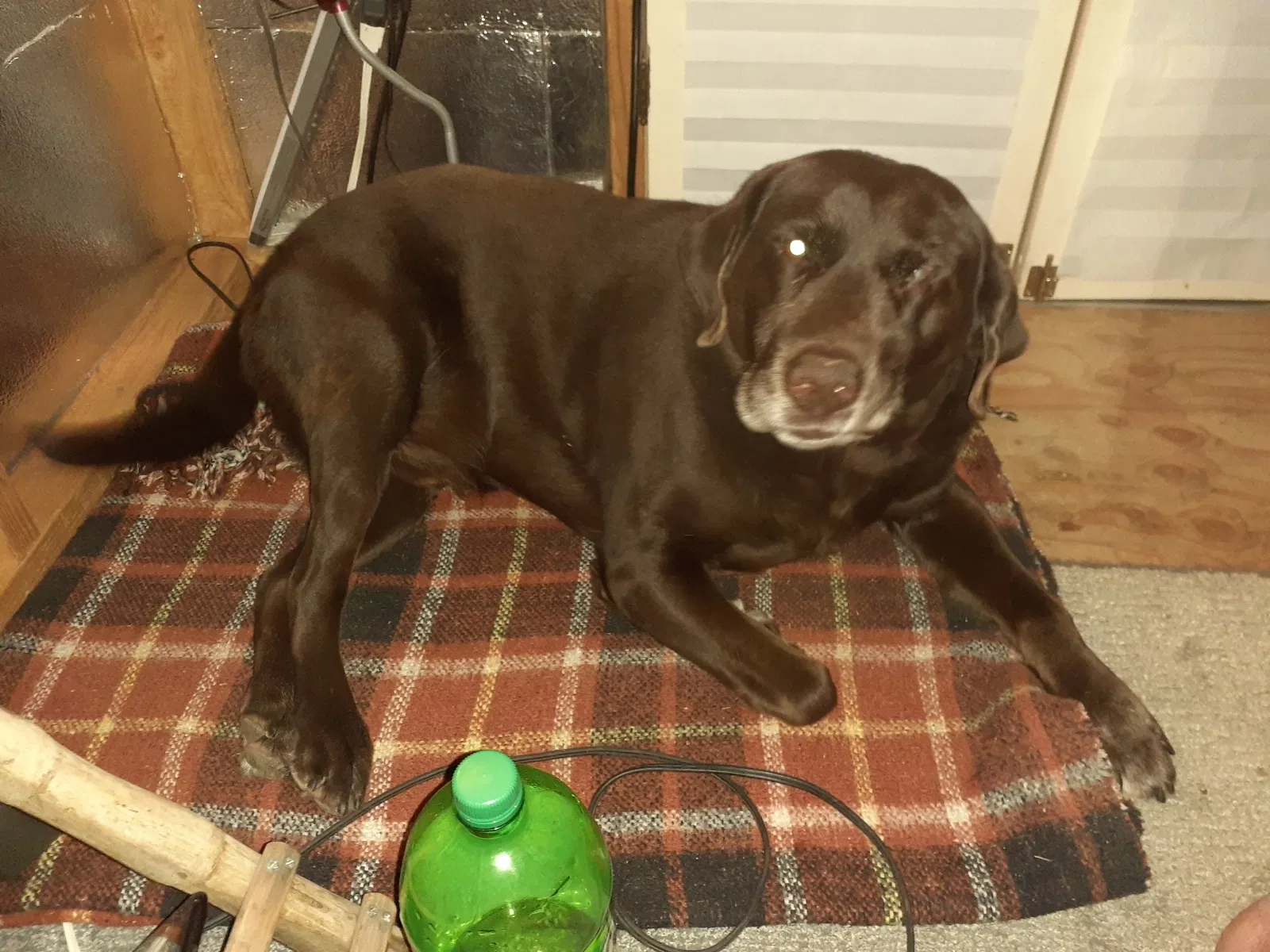 Lost dog in Riverside, CA, 92504
