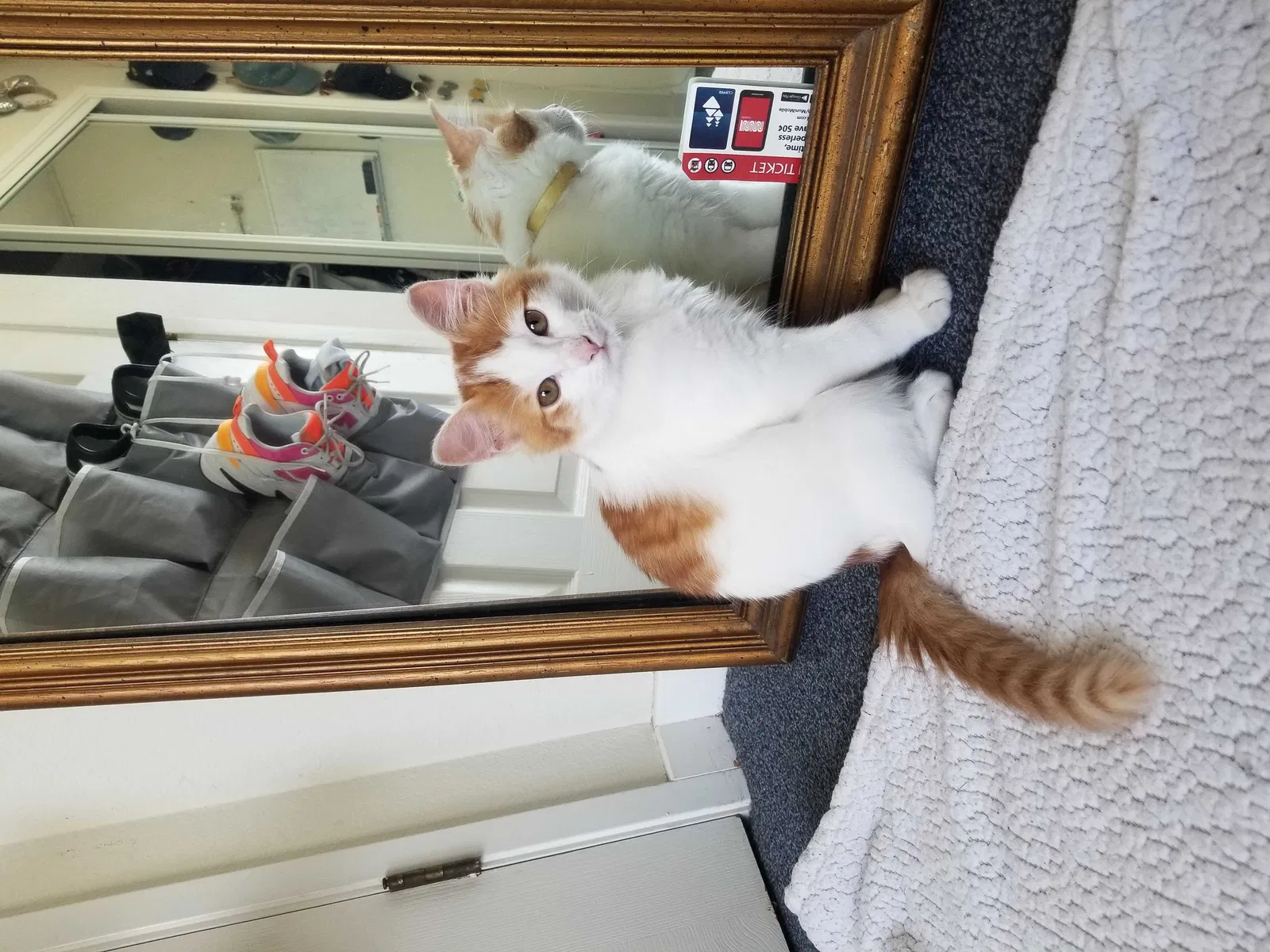 Lost cat in Fairfield, CA, 94533