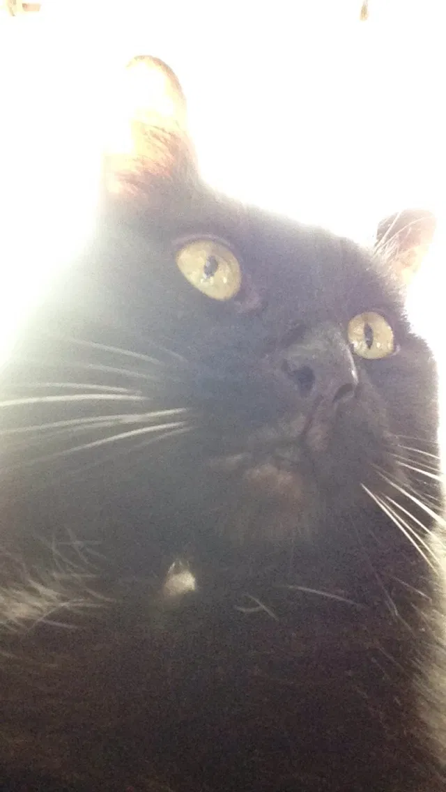 Lost cat in Catonsville, MD, 21228