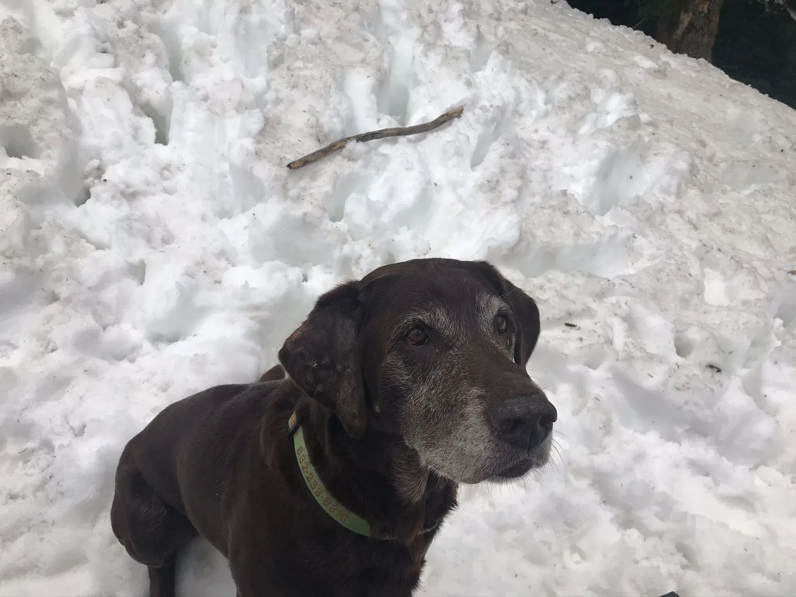 Lost dog in Baytown, TX, 77523