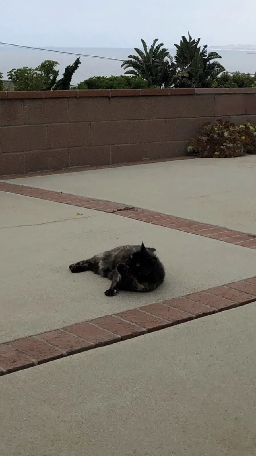 Lost cat in Redondo Beach, CA, 90277